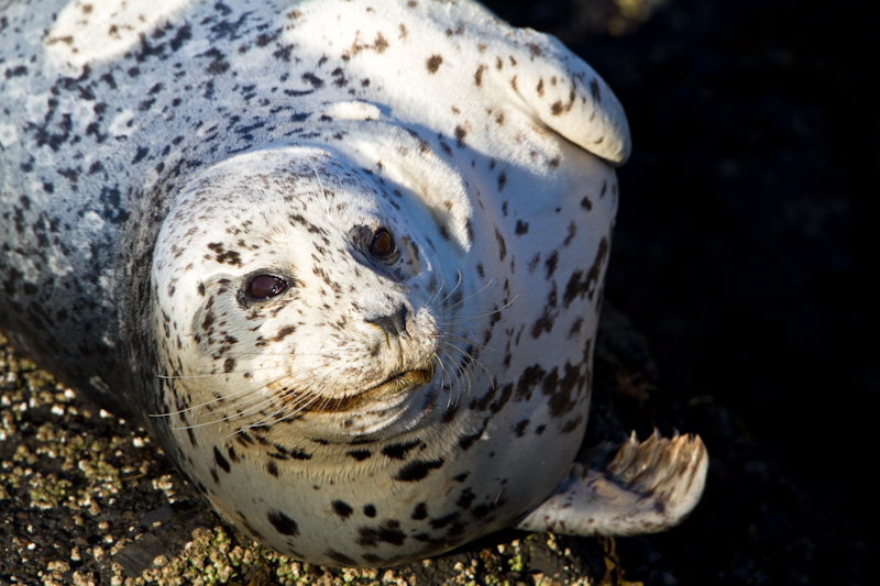 Harbor Seal